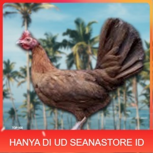 

telur ayam philipin import AK47 bisa untuk di tetaskan UD SEANASTORE ID
