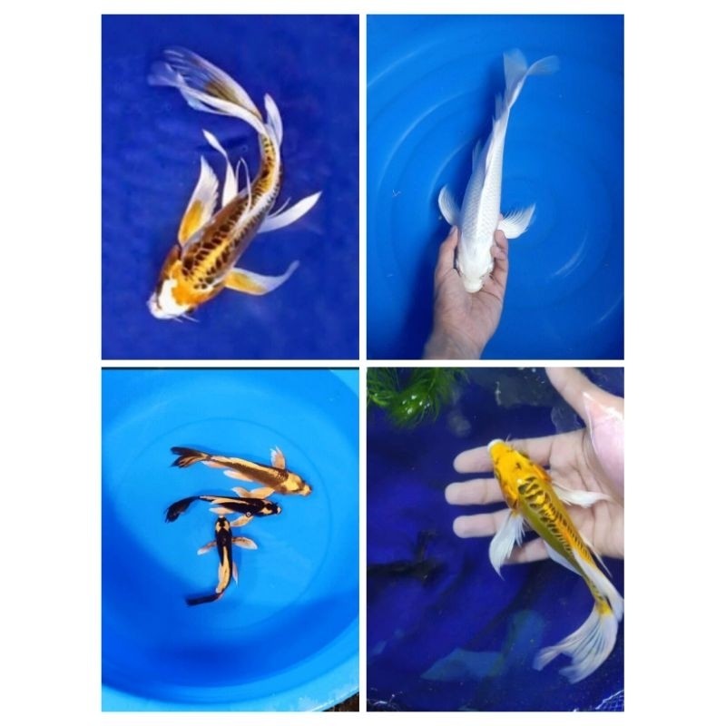 PAKET KOI SLAYER KUMPAY CANTIK