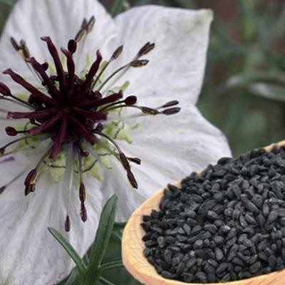 Tanaman HERBAL Jinten HABATUSSAUDAH