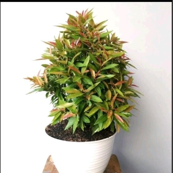 Tanaman Hias Pucuk Merah Pohon Pucuk Merah / Tanaman Hidup Pucuk Merah Bibit Tanaman Pohon Pucuk Mer