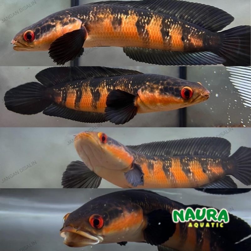 Red barito sortiran 9-13 cm ori no abalabal full pelet