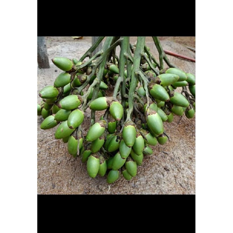 

Buah pinang muda fresh 1 kg
