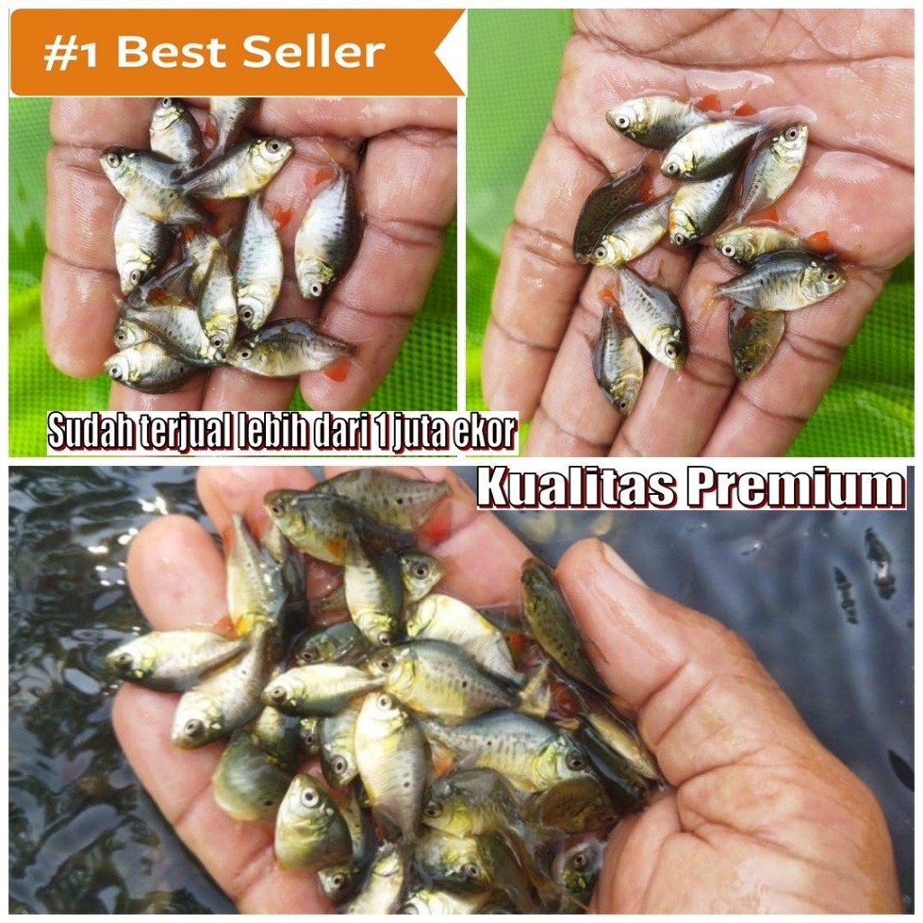 Bibit Bawal sirip Merah Bonus Pakan