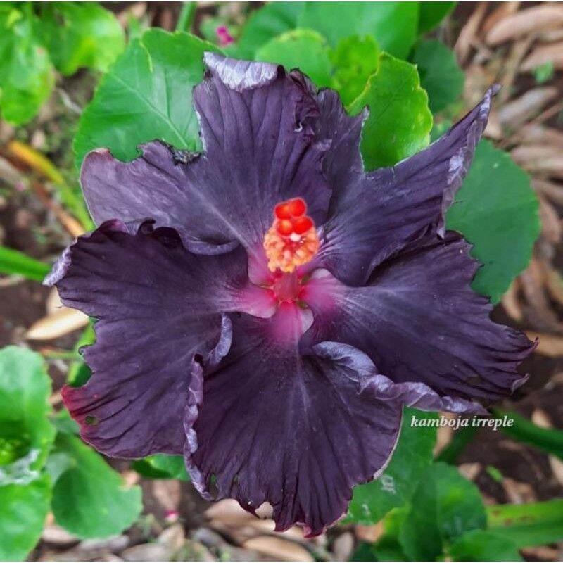 Tanaman hias kembang sepatu ungu-bunga sepatu ungu-tanaman hidup-bunga murah