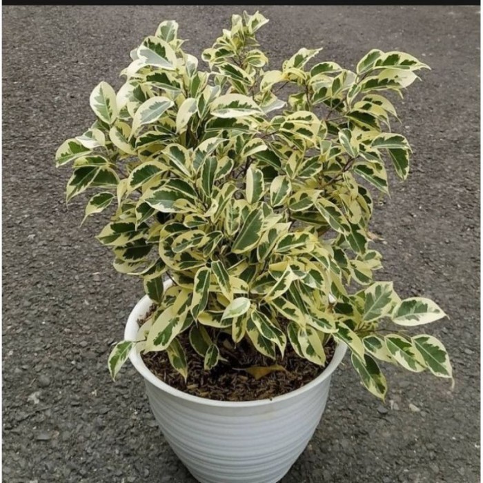 beringin putih varigata tinggi -+30-35cm murah stok super rimbun