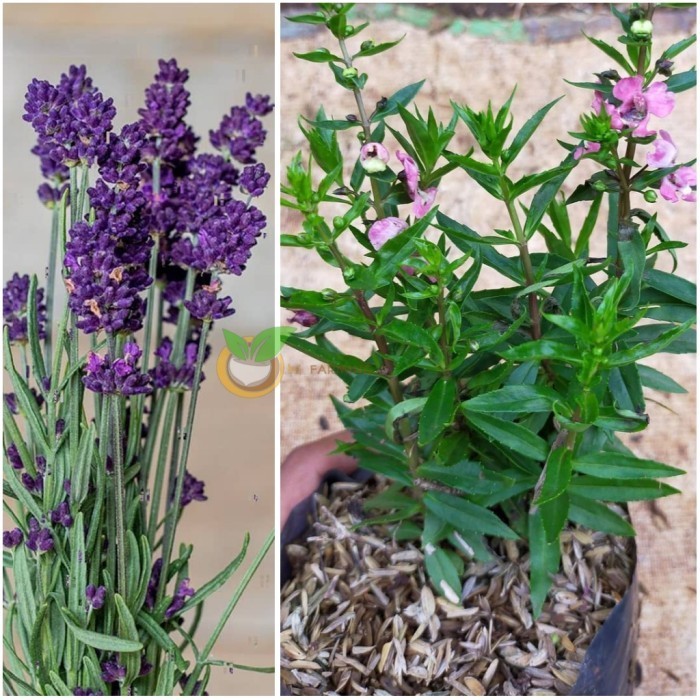 BIBIT BUNGA LAVENDER PENGUSIR NYAMUK ALAMI AROMA TERAPI