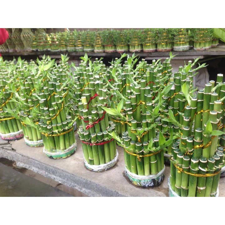 ID TERMURAH TANAMAN HIAS BAMBU REJEKI / BAMBU HOKI - PAGODA - BAMBU CINA SRI REJEKI