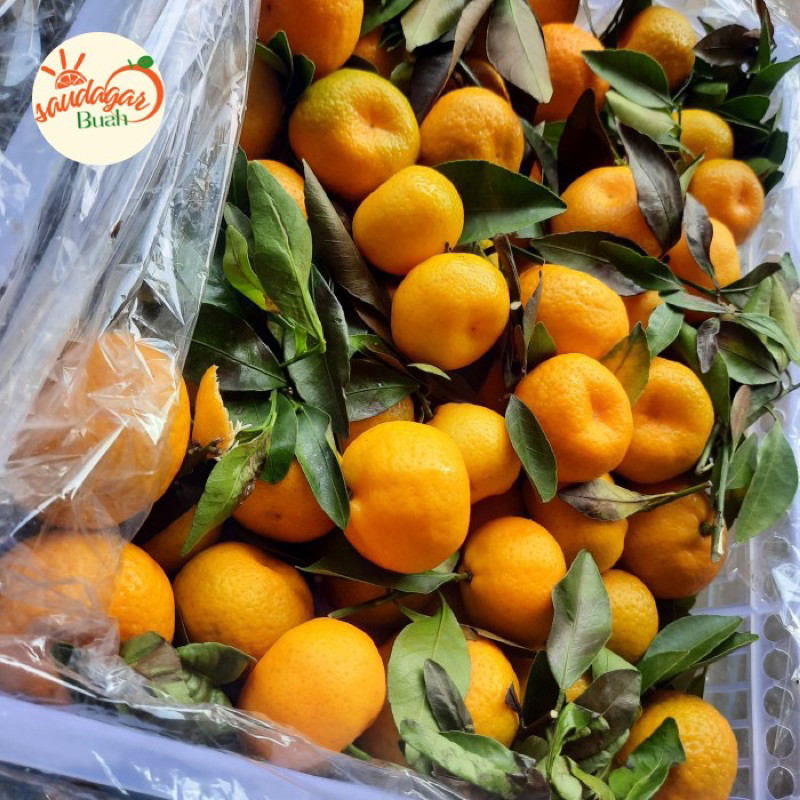 

UD BUAH 3 SAUDARA BUAH JERUK SANTANG DAUN MANIS FRESH