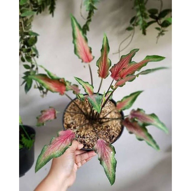 Tanaman hias keladi keris - keladi keris red ruffles