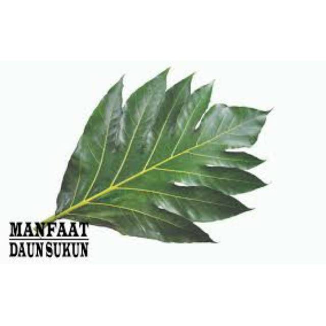 

Termurah Daun sukun segar kemasan 100gram siap petik