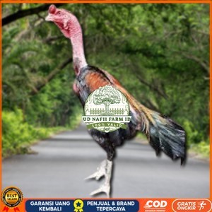 

telur ayam saigon original bisa untuk di tetaskan UD NAFII FARM ID