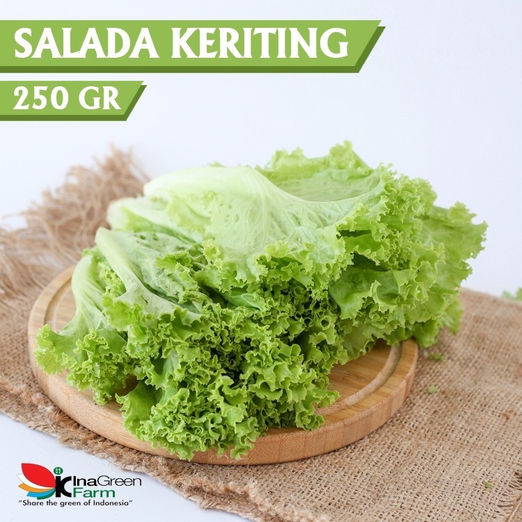 

Inagreen Farm Bandung Sayur Selada Keriting Organik 250 Gram