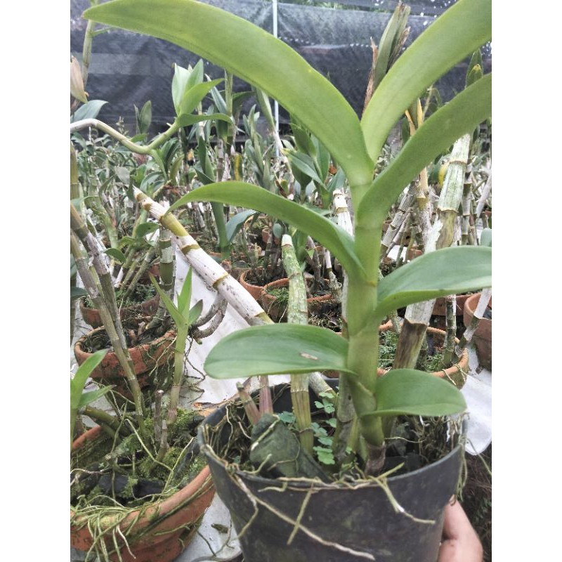 dendrobium pasca bunga