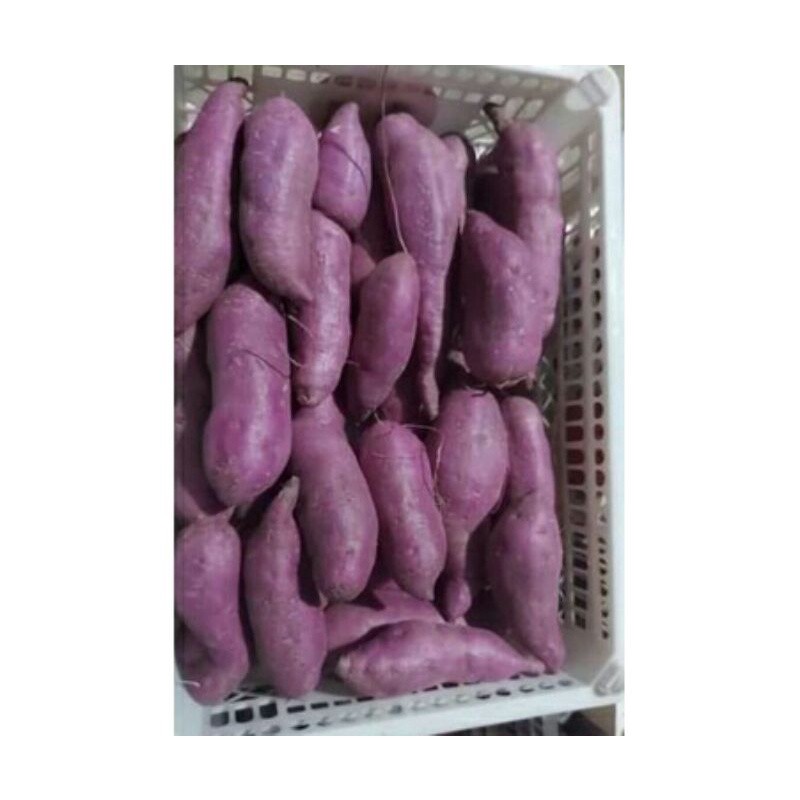 

TERLARIS ubi ungu segar berat 1.kg