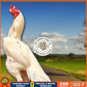 

telur ayam hias assel parrot Siap untuk di tetaskan UD GHANIYY BIBIT ID