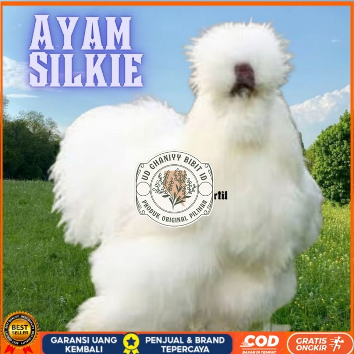 

telur ayam hias silkie bisa untuk di tetaskan original berkualitas UD GHANIYY BIBIT ID