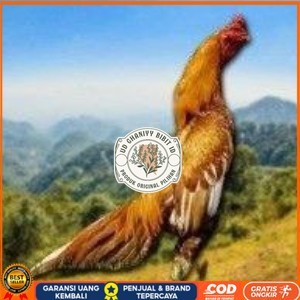 

Telur Shamo X BK clasik (telur fertil) UD GHANIYY BIBIT ID