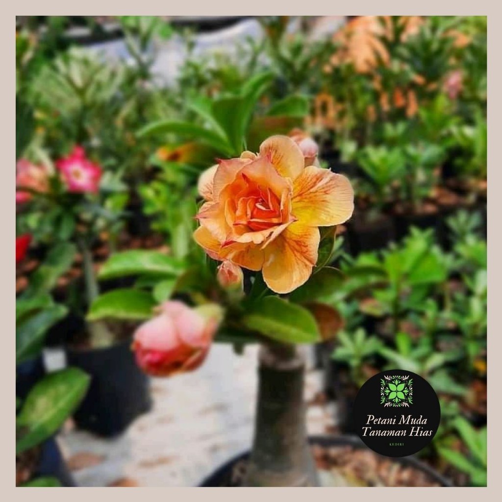Adenium Bunga Tumpuk Hasil Grafting Sendiri Warna Kuning