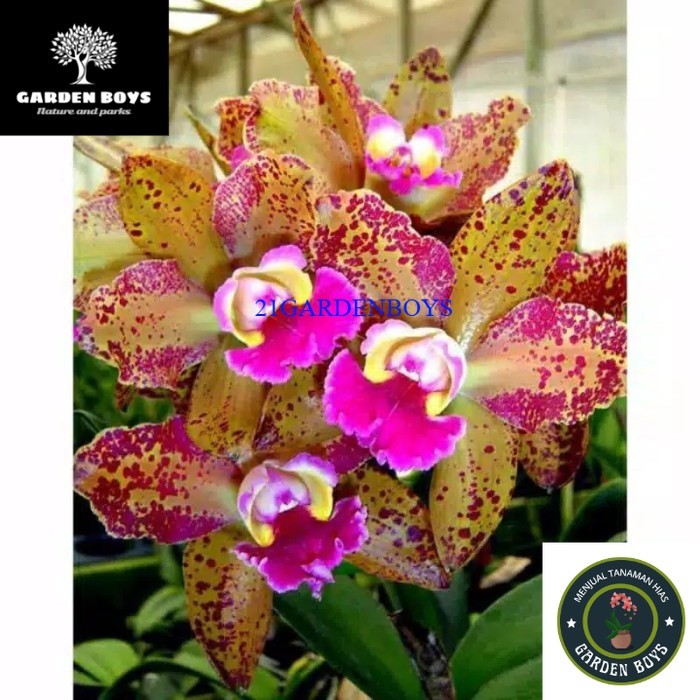 (TERMURAH) anggrek cattleya wainae leopard .