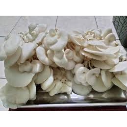 

Jamur tiram segar jamur asli 250gr