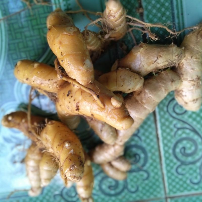 

Kunyit putih segar 250gram murah
