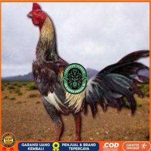 

telur ayam pama ninja original petarung bisa untuk di tetaskan berkualitas unggul UD_SUPER_UNGGUL_ID