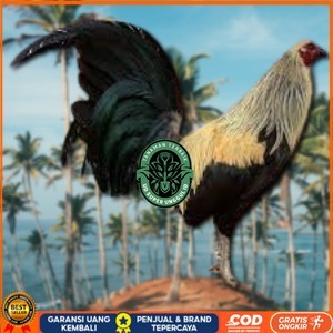 

telur ayam philipin asli AK47 bisa untuk di tetaskan bergaransi UD_SUPER_UNGGUL_ID