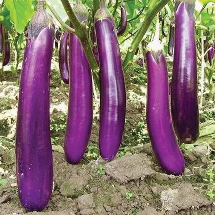 

Terong Segar terong panenan asli 100gr
