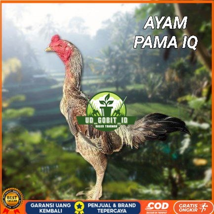 

telur ayam Pama iq untuk di tetaskan UD_GOBIT_ID