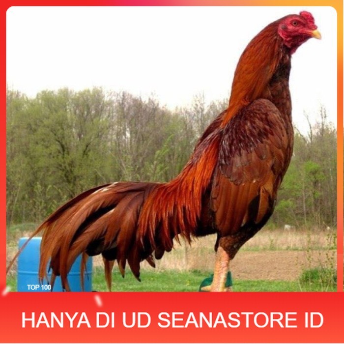 

BIRMA SUPER TELUR FRESH MURAHH.... original berkualitas UD SEANASTORE ID