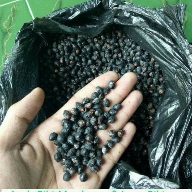 Bibit biji Palem Merah Lipstick Palm