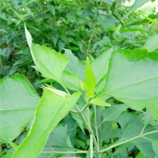 

Daun Kaposanda daun Kirinyuh segar dan prees 500gram