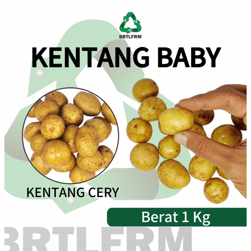 

TERLARIS Kentang Baby/Cery 1 Kg Asli Gunung Bromo