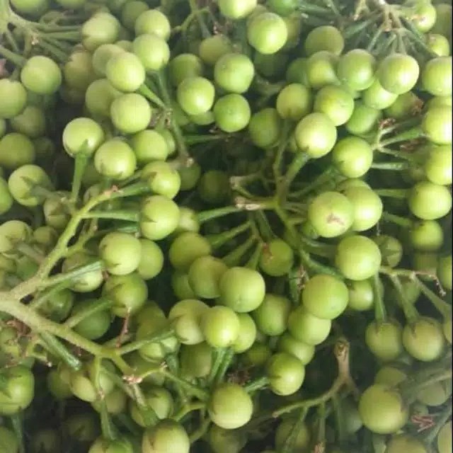 

Gelaskosong11 100 Grm Takokak Tekokak Cepokak Terung Terong Pipit Solanum Torvum