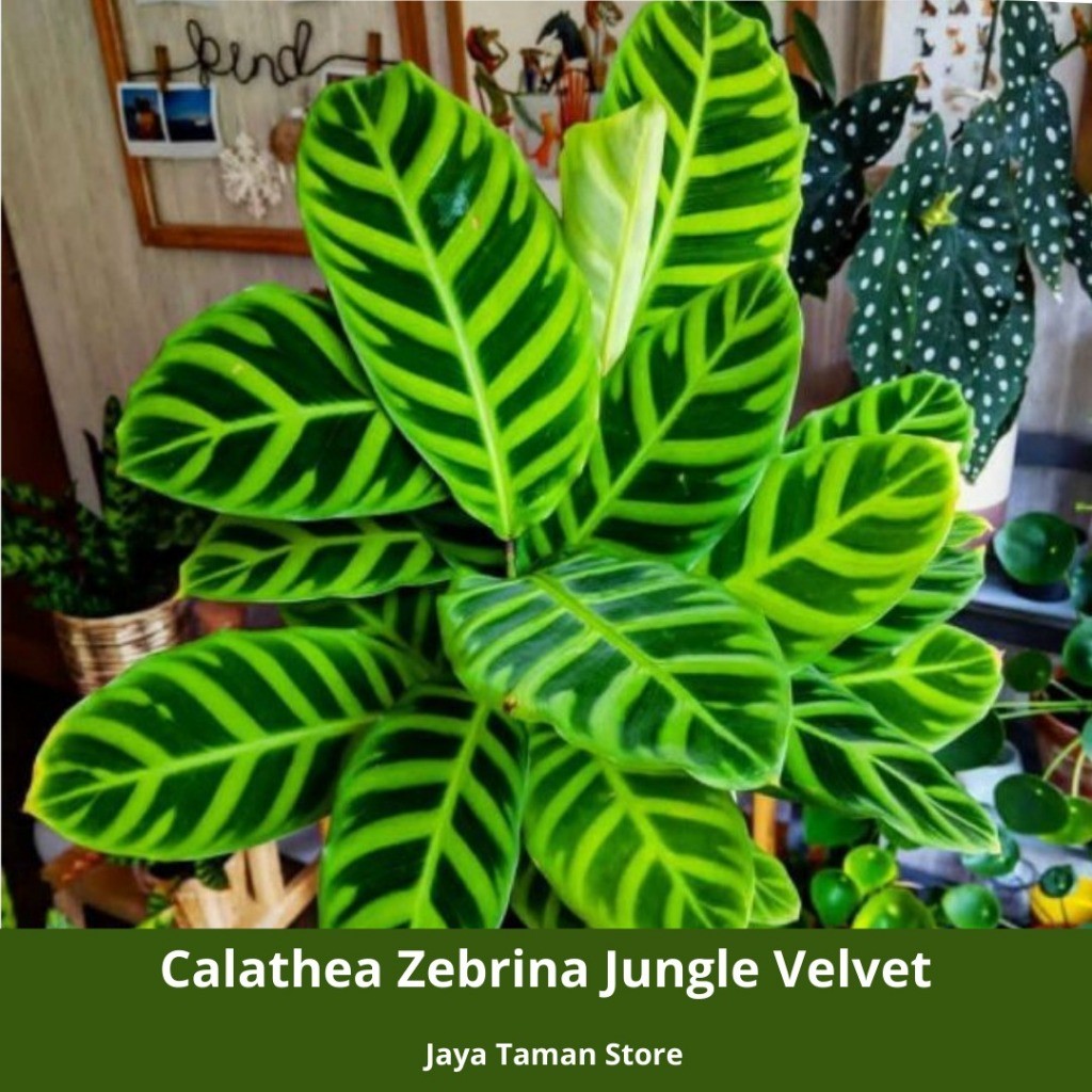 Promo Murah Tanaman Hias Calathea Zebrina Jungle Velvet - Tanaman Hias Indoor/Outdoor Calathea