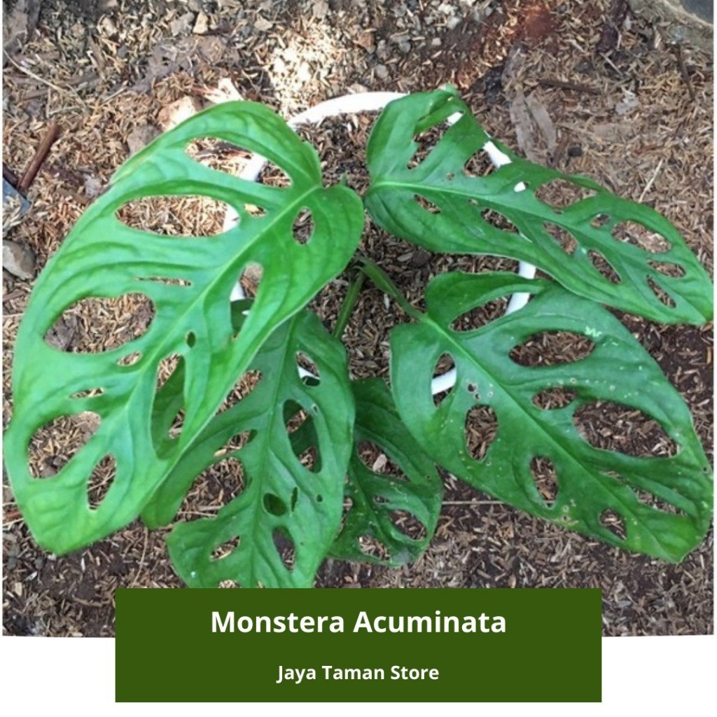 Promo COD Tanaman Hias Monstera Acuminata - Janda Bolong Daun Besar
