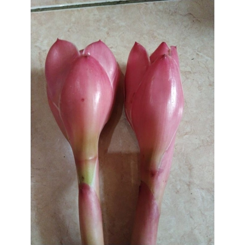 

bunga kecombrang per 2 buah