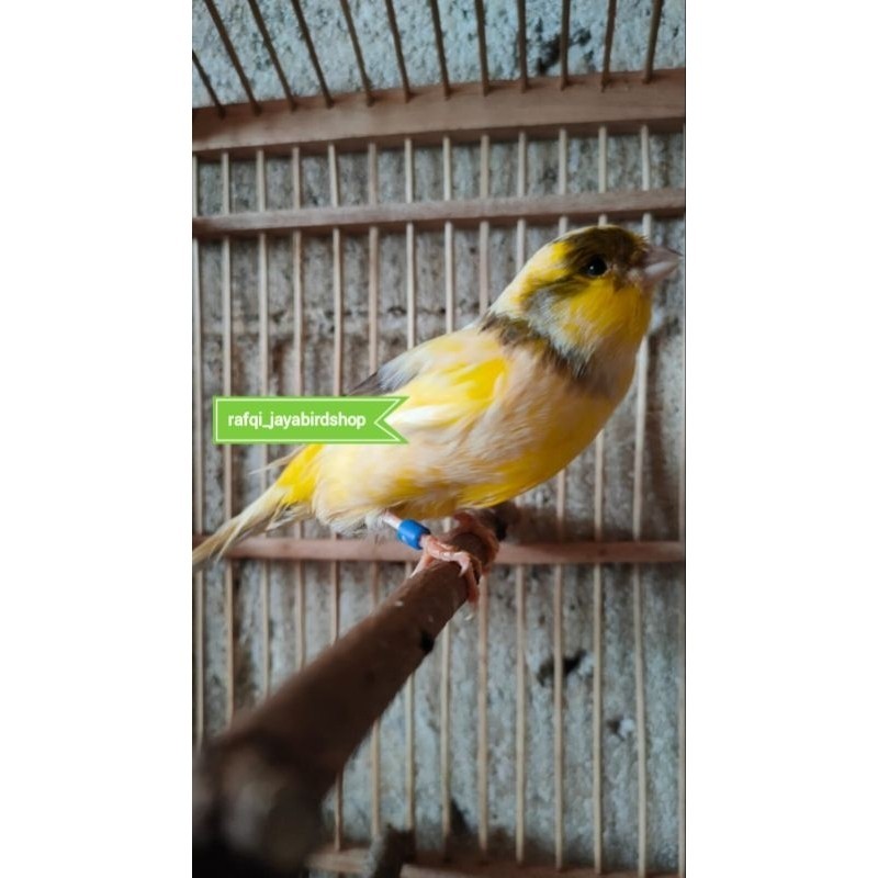 KENARI F2 BETINA SIAPAN PRODUK