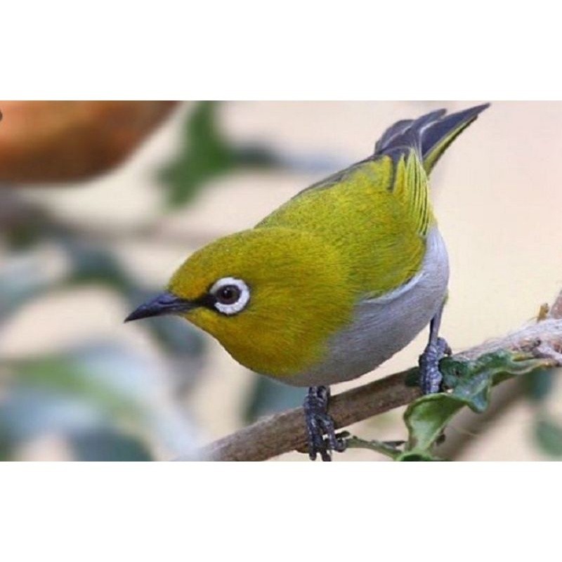 pleci montanus  jantan mulus