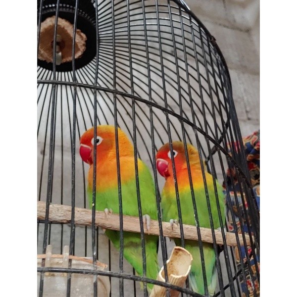 burung lovebird pasjo sepasang ( siap di ternak )