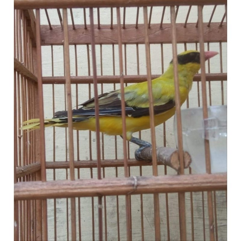 BURUNG KEPODANG BETINA