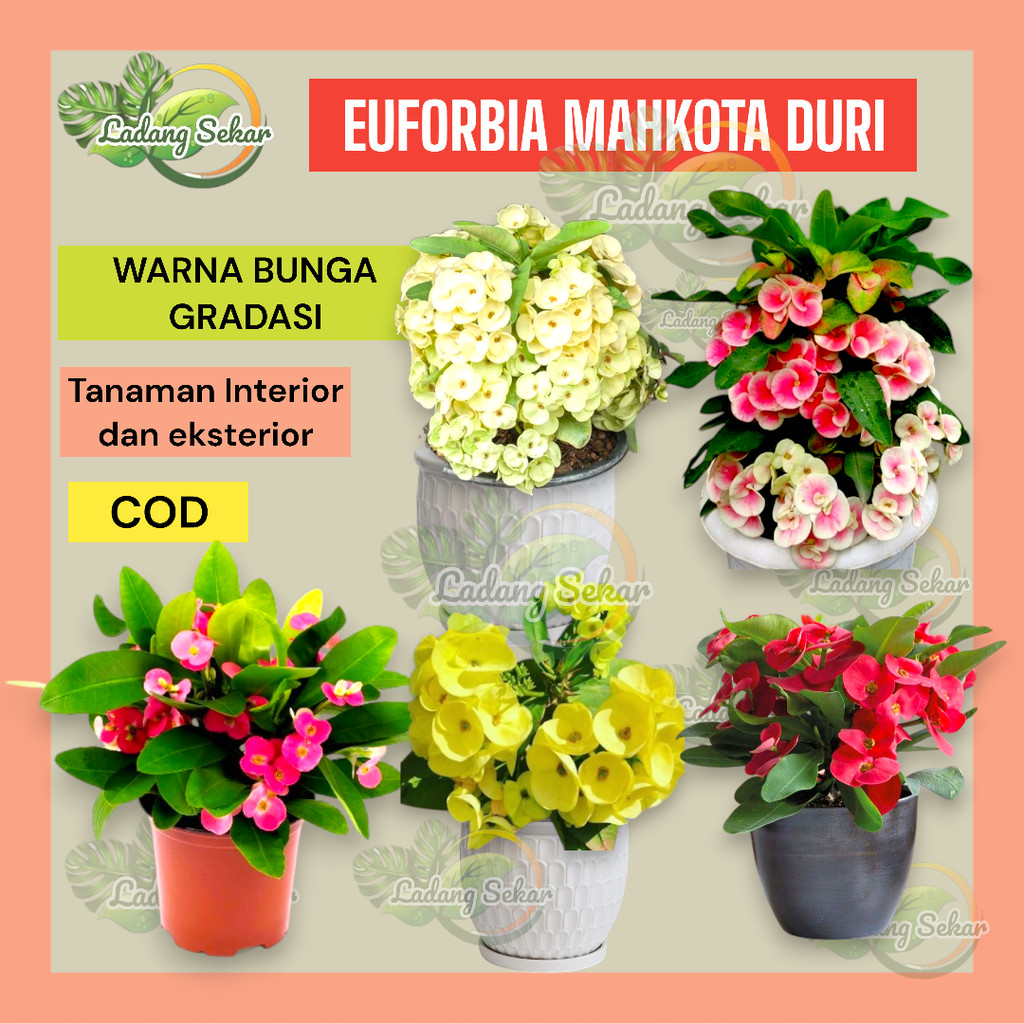 TANAMAN HIAS EUPHORBIA MILII