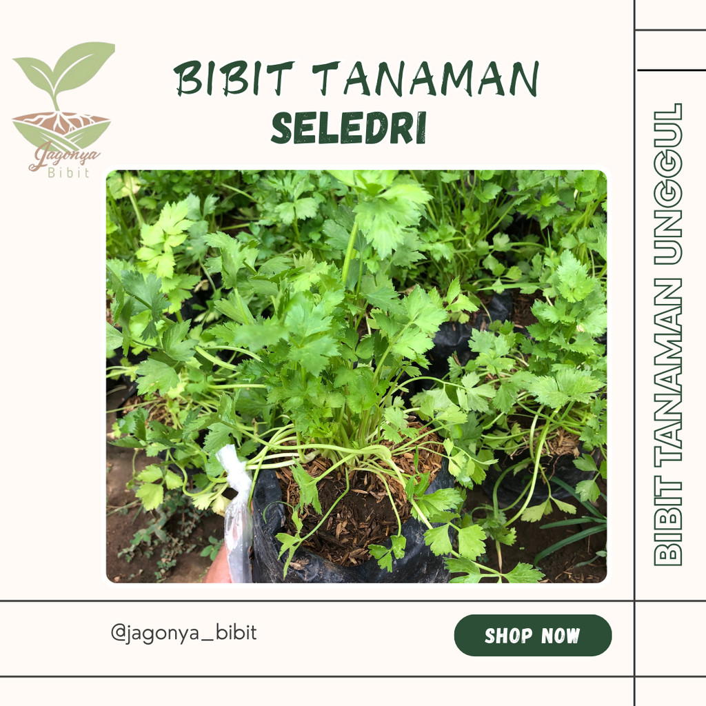Bibit Tanaman Seledri Daun Seledri