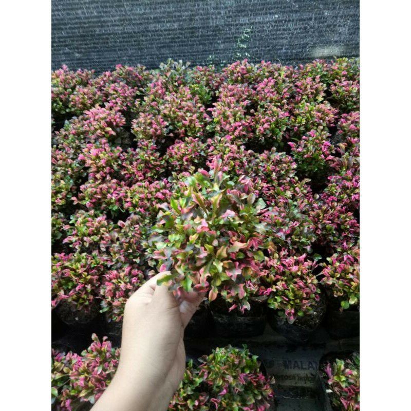 Tanaman hias krokot merah tanaman hias krokot merah