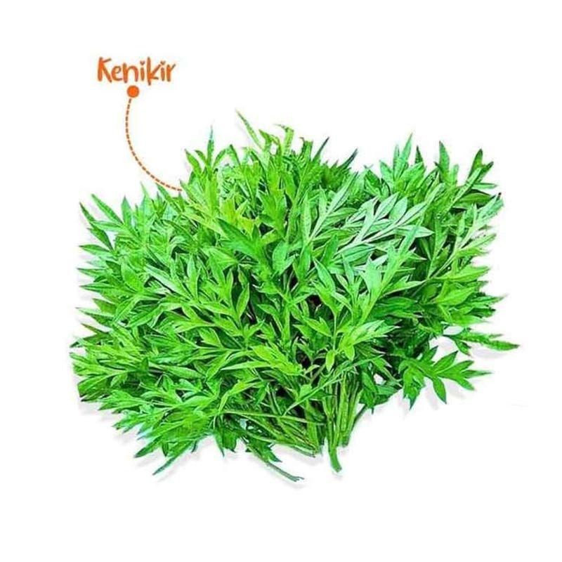 

Termurah Daun kenikir segar 1kg organik/randa midang/ herbal lalapan sehat siap petik