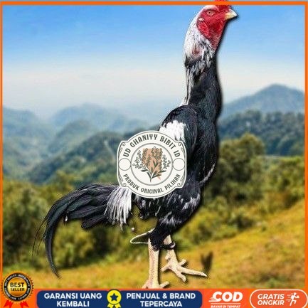 

telur tetas ayam shamo berkualitas unggul UD GHANIYY BIBIT ID