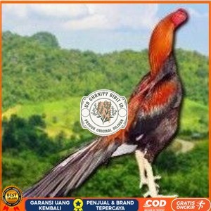 

PAKET 3 BUAH TELUR AYAM BANGKOK EKOR LIDI (FRESH) UD GHANIYY BIBIT ID
