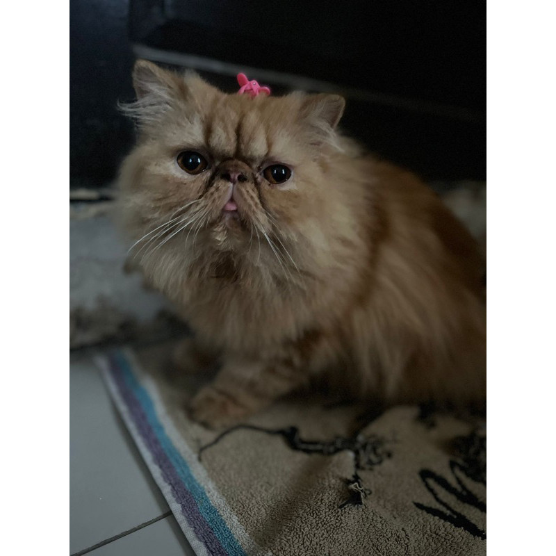 Kucing Persia extreme peak nose nonped
