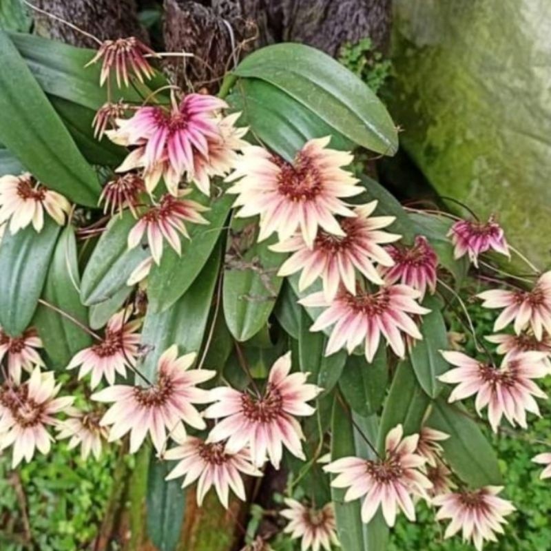 angrek bulbopilum lepidum angrek kipas 3 pcs