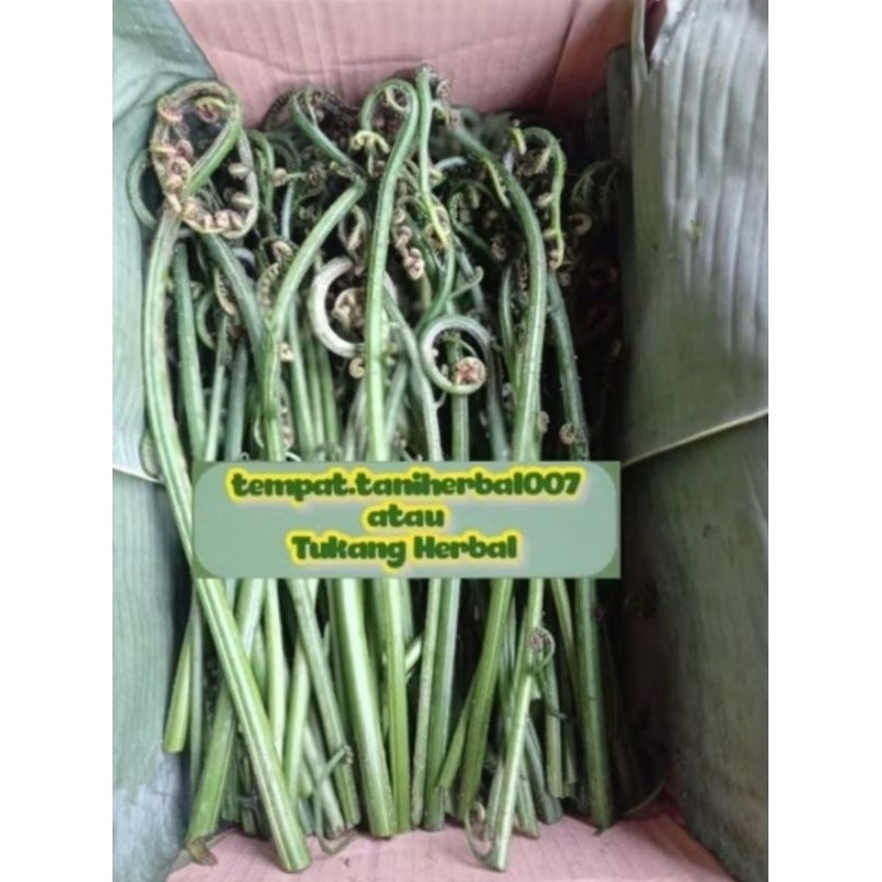 

pakis sayur fress 1 kg